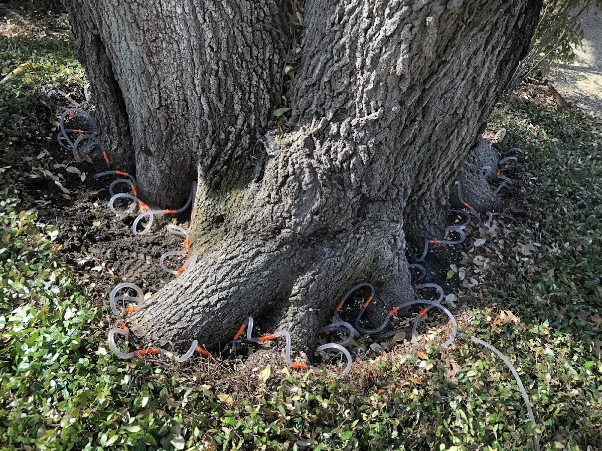 Detailed Tree Cabling and Bracing job site in Ray City