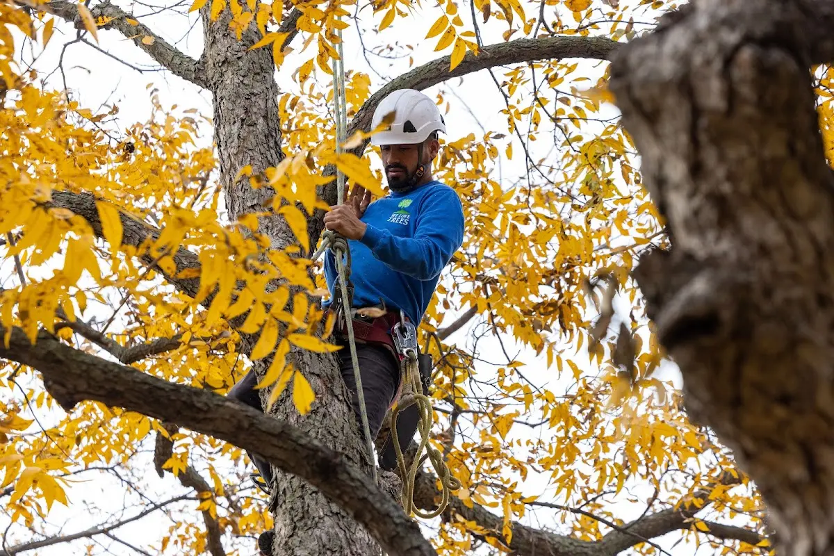 Skilled Tree Pruning crew working in Ray City