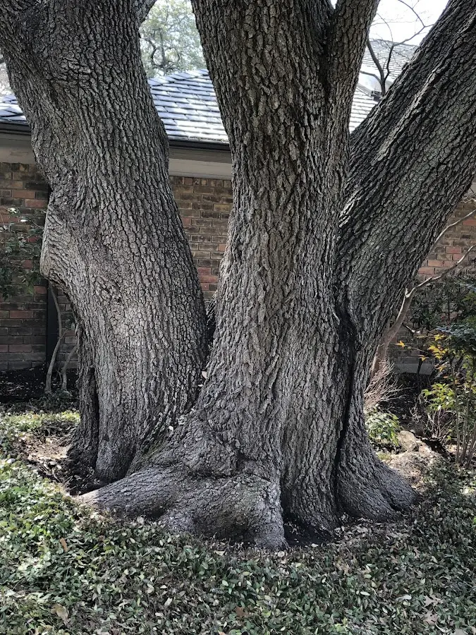 Mature heritage tree close to a Ray City property cared for by certified arborists